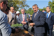 MUHTEŞEM RENK EDİRNE KIRMIZISI KÖK BOYA BİTKİSİ HASADINA YOĞUN İLGİ